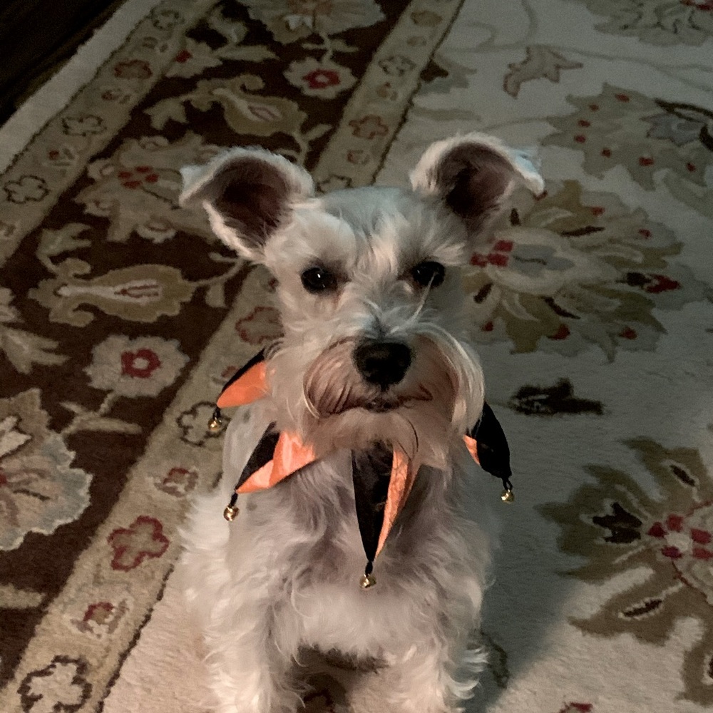 Meet your Posher, Sugar!